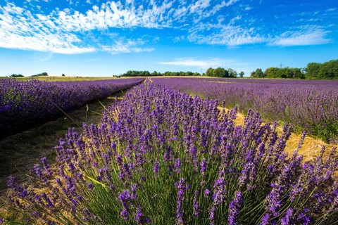 Lavender field near Grünstadt (Pfalz) ***The Gaul winery cultivates lavender and markets the