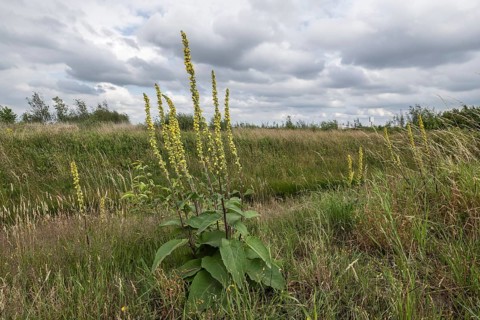Dark mullein (Verbascum nigrum), Emsland, Lower Saxony, Germany