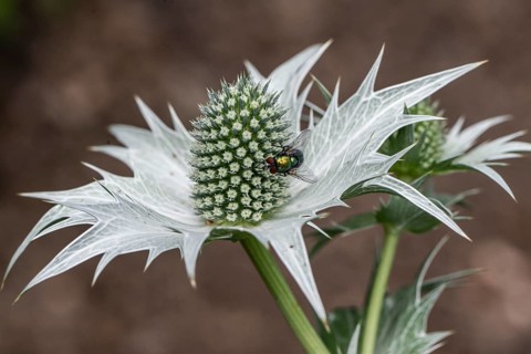 Ivory Man's Litter (Eryngium giganteum), Emsland, Lower Saxony, Germany