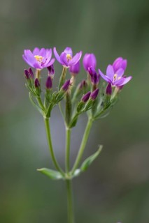 Centaury (Centaurium erythraea), Emsland, Lower Saxony, Germany