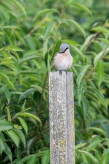 Red-backed shrike (Lanius collurio), Emsland, Lower Saxony, Germany