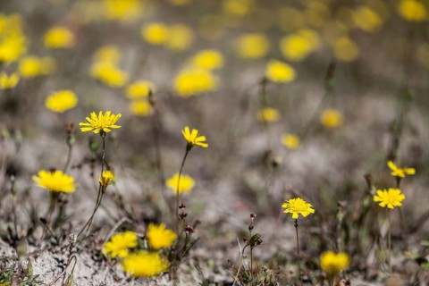 Hawkweed (Hieracium), Emsland, Lower Saxony, Germany
