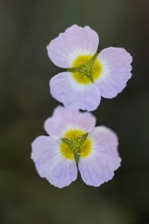 Hedgehog hose (Baldellia ranunculoides), Emsland, Lower Saxony, Germany