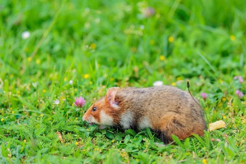 A European hamster (Cricetus cricetus) collects herbs, grass and daisies in a fresh green meadow
