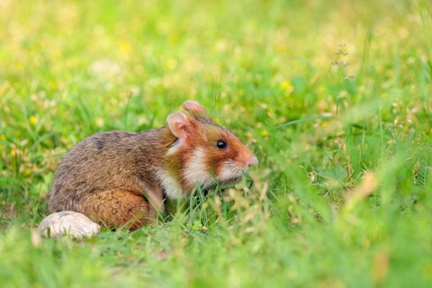 A European hamster (Cricetus cricetus) leaves his burrow