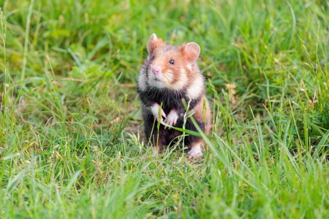 A European hamster (Cricetus cricetus) sits in a green meadow on a sunny day