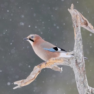 The snow trickles softly... Eurasian Jay (Garrulus glandarius) in winter, sitting in the snow, in