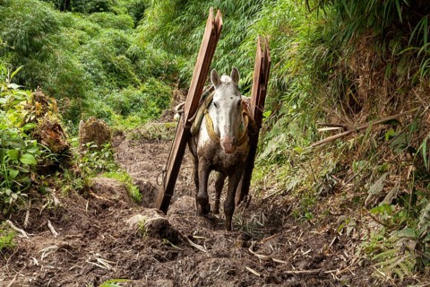 Draft horse, Horse carrying planks down a mountain, Imbabura province, Ecuador, South America