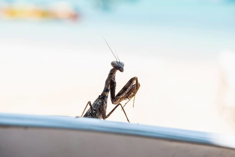Praying mantis, Loh Dalum Beach, Koh Phi Phi, Krabi, Andaman Sea, Thailand