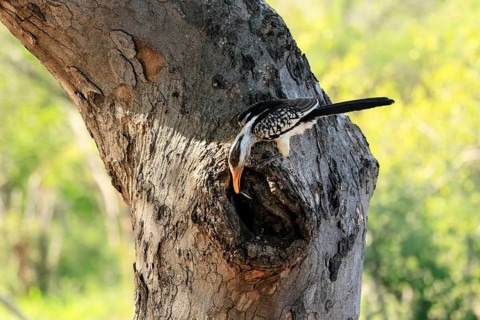 Southern Yellow-billed Hornbill (Tockus leucomelas), Red-ringed Hornbill, adult, male, at breeding