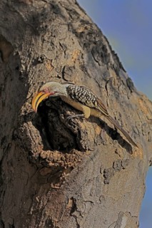 Southern Yellow-billed Hornbill (Tockus leucomelas), Red-ringed Hornbill, adult, male, at breeding
