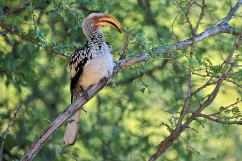 Southern Yellow-billed Hornbill (Tockus leucomelas), Red-ringed Hornbill, adult, on tree, alert,