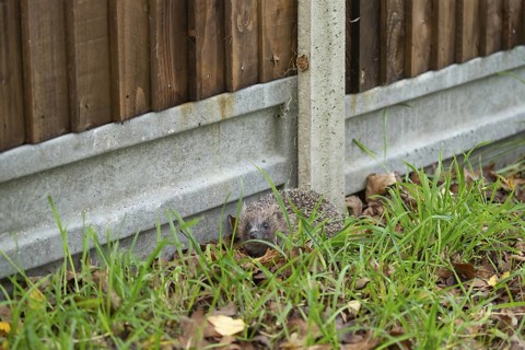European hedgehog (Erinaceus europaeus) adult animal next to a concrete based wooden urban garden