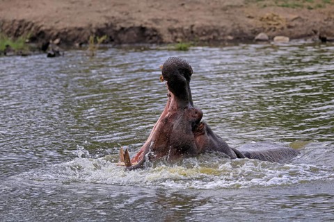 Hippopotamus (Hippopatamus amphibius), adult, in water, yawning, threatening, portrait, Kruger,