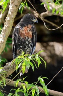 Rock Buzzard (Buteo rufofuscus), Jackal Buzzard, adult, on tree, perch, South Africa