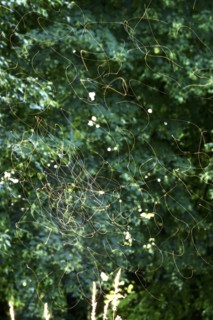 Summer evening in a park, insect flight, Germany