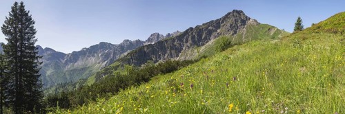 Panorama over a mountain flower meadow in front of the Kanzelwand, 2058m, border mountain in the
