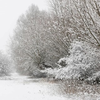 Onset of winter... Meerbusch (Rhineland) near Düsseldorf, snow-covered bushes and trees after a