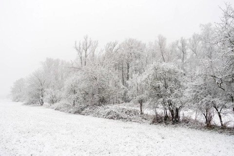 Winter walk in snowfall... Meerbusch (Rhineland), edge of the forest at Strümper bush, a relict