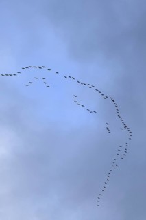 Cranes, grey cranes (Grus grus), crane migration, return of the cranes, cranes flying over, large
