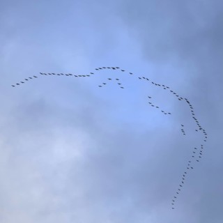 Cranes, grey cranes (Grus grus), crane migration, return of the cranes, cranes flying over, large