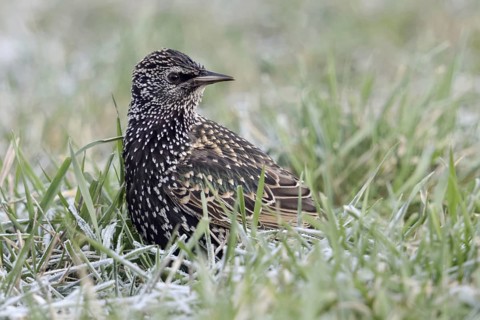 Starling (Sturnus vulgaris) in winter, sitting in frosty grass, turns round, looks back, looks at