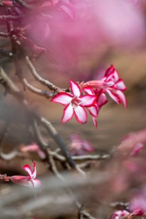 Multiflorous desert rose (Adenium multiflorum) also known as Sabi star, many pinkish white flowers,