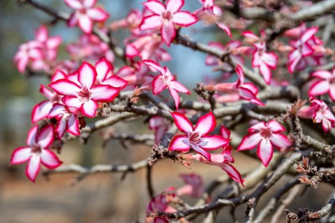 Multiflorous desert rose (Adenium multiflorum) also known as Sabi star, many pinkish white flowers,