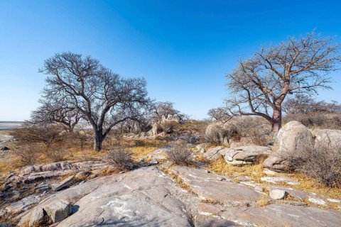 African baobab or baobab tree (Adansonia digitata), several trees, Kubu Island (Lekubu), Sowa Pan,