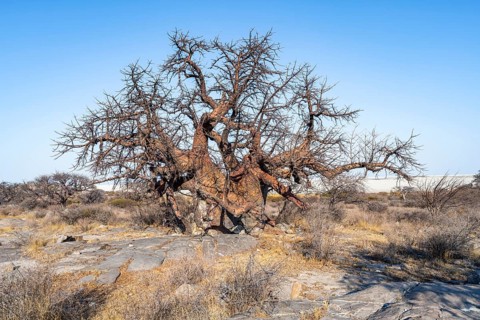 Large baobab tree, African baobab or baobab tree (Adansonia digitata), Kubu Island (Lekubu), Sowa