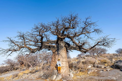 Tourist standing in front of a large baobab, African baobab or baobab tree (Adansonia digitata),