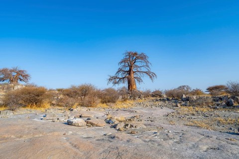 African baobab or baobab tree (Adansonia digitata), Kubu Island (Lekubu), Sowa Pan, Makgadikgadi