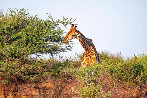 Cape giraffe (Giraffa giraffa giraffa) eating leaves of an acacia tree, in the savannah in the