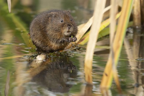 Water vole (Arvicola amphibius) adult rodent animal feeding in a reedbed in a pond in summer,