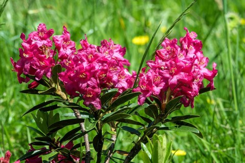 Rusty-leaved alpenrose (Rhododendron ferrugineum), also known as rusty red alpine rose or rusty red