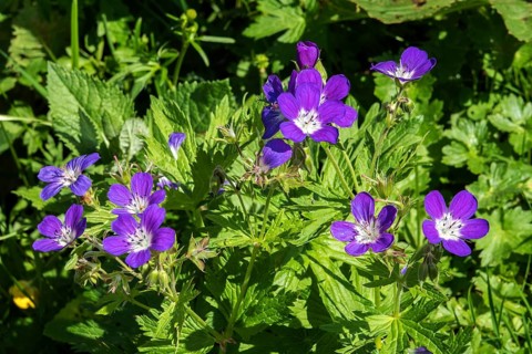Meadow cranesbill (Geranium pratense), also known as blue cranesbill, Oberstdorf, Oberallgäu,