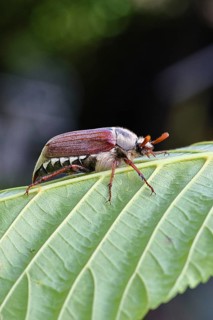 May beetle, wood cockchafer (Melolontha hippocastani), male, on leaf of a horse chestnut (Aesculus