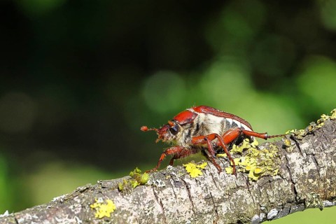 May beetle, wood cockchafer (Melolontha hippocastani), female, on a branch covered with lichen,