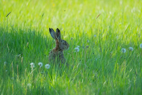 A hare (Lepus europaeus) sitting in the grass, animal photo, nature photo, wildlife, fauna,