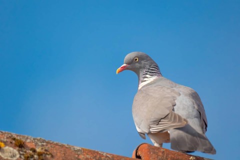 A wood pigeon (Columba palumbus) sitting on the roof ridge of a house, animal photo, bird, bird