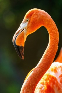 American flamingo, Phoenicopterus ruber, group of birds