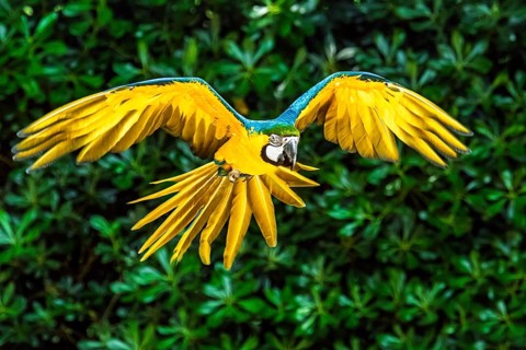 Blue-and-yellow macaw, Ara ararauna, bird in flight