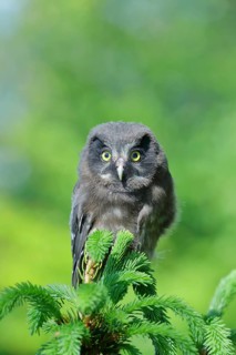 Great horned owl (Aegolius funereus), young bird sitting on the top of a spruce, European spruce