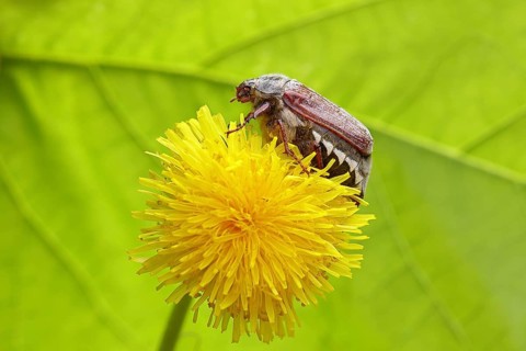 Cockchafer, field cockchafer (Melolontha melolontha), female on a dandelion (Taraxacum) flower,