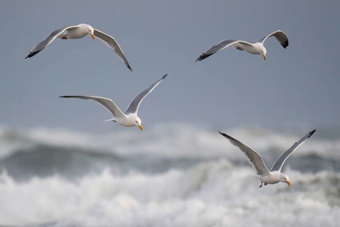 Herring gulls (Larus argentatus) in flight over the surf looking for starfish, Hvide Sande, North