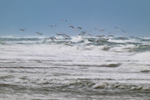 Herring gulls (Larus argentatus) in flight over the surf looking for starfish, wipe image, long