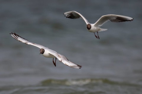 Black-headed gulls (Chroicocephalus ridibundus) in summer plumage, flying above the sea surface,
