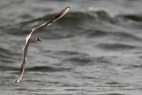 Black-headed gull (Chroicocephalus ridibundus) in summer plumage, flying above the sea surface,
