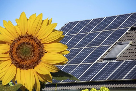 (Photomontage) Solar roof on a detached house with sunflower in the foreground