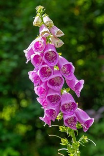 Common foxglove (Digitalis purpurea), Sieversen, Rosengarten, Lower Saxony, Germany